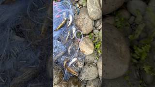 Best Fishing Video By Professional fisherman Net Fishing in The River [upl. by Hannaoj]