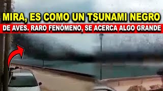 Extraño Comportamiento de animales Mira Es como un tsunami negro de aves Se acerca algo al mundo [upl. by Blader]