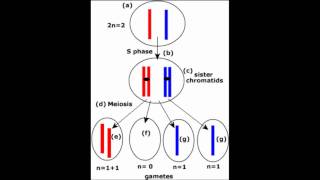 How Evolution Adds New Information [upl. by Nylyram]