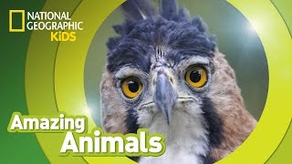 Harpy Eagle  Amazing Animals [upl. by Rogergcam351]