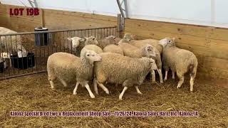 Lot 19AampB  Kalona Bred amp Replacement Sale 112624 [upl. by Richman]