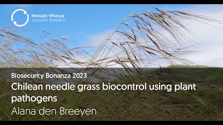 Chilean needle grass biocontrol using plant pathogens [upl. by Are818]