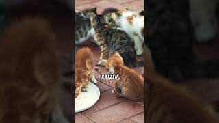 Tipps zur Zusammenführung von Katzen [upl. by Levy]