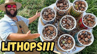 How To Plant amp Care For Lithops Living Stones  Buying Lithops on AMAZON [upl. by Andros611]