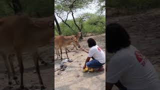 Nilgai नीलगाय  Nilgai vs Man shorts ytshorts wildlife [upl. by Yhpos405]