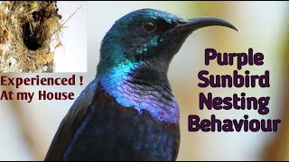 Purple Sunbird Nesting Behavior at houses [upl. by Rexana]