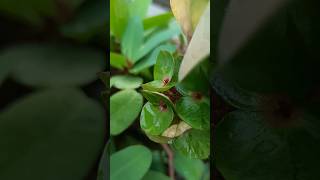 Euphorbia mili flowers plant kata wala plants shorts youtubeshorts youtube nature love [upl. by Taimi]