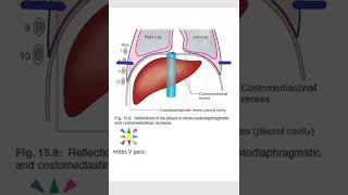 Anatomy Thorax 258 CostoMediastinal CostoDiaphragmatic recess Pleura lung deep inspiration viva [upl. by Odlonra]