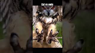 The flying cat the owl  By national of NATURE  viralfeeds animalshorts cats owl [upl. by Maier]