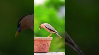 Brahminy starling 😍 [upl. by Adniralc]