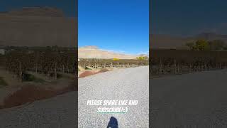 Vineyards of Palisade Colorado USA 🇺🇸 travel youtubeshorts youtube [upl. by Alyekahs779]