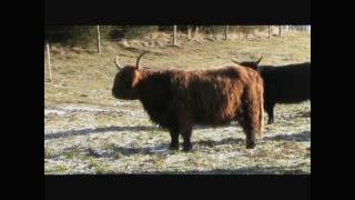 Highland Cattle Färsenweide Winter 2012 [upl. by Sidonie]