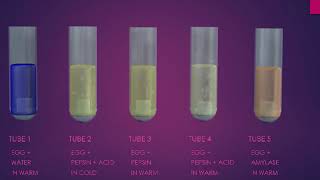 pepsin digestion of protein experiment [upl. by Llennaj]