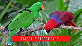 How to Care for an Eclectus Parrot updated 2021 [upl. by Karame]