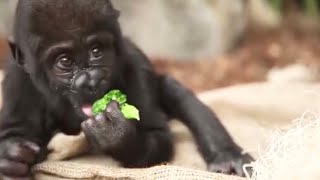 Gorilla mother is walking with her newborn baby 💕 Another baby is eating broccoli [upl. by Peckham]