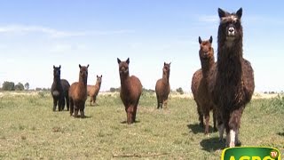 Secretos para la cría y el manejo de Llamas y Alpacas 574 20140802 [upl. by Imrots187]