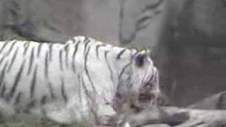 RARE WHITE TIGER [upl. by Zoller]