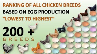 Ranking of All Chicken Breeds Based on Egg Production 🥚🐔  Eggs  Hens  Chickens  Chicken Eggs [upl. by Frankie443]