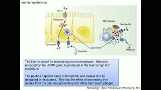 Medical Biochemistry Iron Metabolism 2 SKILDUM [upl. by Ihn]