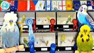 Budgerigar Society World Championship Show 2023 [upl. by Ellinej]