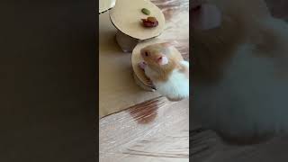 Yiyecekleri yiyerek en yükseğe tırmanan hamster kazanır babyhamster [upl. by Loma]