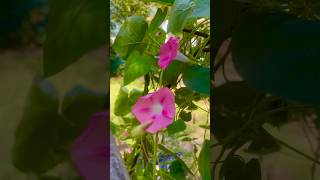 Morning glories they come back every year VinesMorningGlories Gardening [upl. by Droffig348]