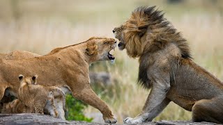 The Daily Life of Lion Families – Heartwarming Moments in the Wild [upl. by Annaert]