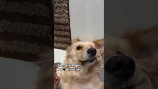 Power of a Golden Retriever dog pets youtubeshorts funny goldenretriever viralvideo [upl. by Eirrej578]