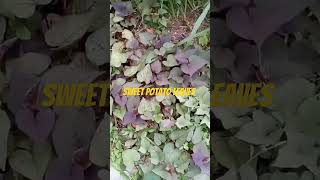 sweet potato leaves asmr vegetables green leafy vegetable nature countryside [upl. by Luy]