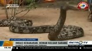 Ular Besar 100Kg Keluar Sarang Karena Hutan Terbakar [upl. by Amandy]