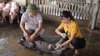 The veterinarian came to examine the pig with many terrible tumors  Ep 262 [upl. by Ainek]