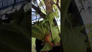 Staghorn Fern fypage plantlove fypyoutube fypシ゚viral gatdening planting weloveplants [upl. by Eidnak]