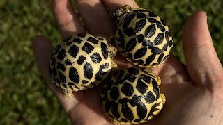 The Sri Lankan Star Tortoise Information about them and difficulties in keeping them  how to care [upl. by Thorny490]