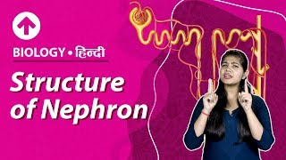 Structure of Nephron  Hindi  Excretory System  Biology  Class 10 [upl. by Rainger]