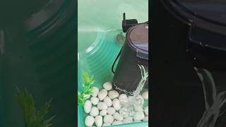 Turtle tank setup turtle redearedslider pets petsvlog ytshorts shorts petman [upl. by Eikcuhc]