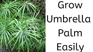 How to grow Umbrella Palm  Cyperus Plant  Papyrus  Propagation with cuttings [upl. by Arlyn386]