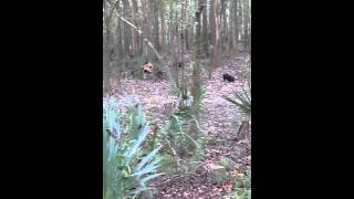 Apalachicola fl wild hogs [upl. by Sanferd]