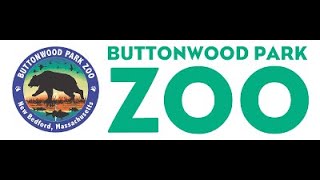 Buttonwood Park Zoo Full Tour 2024 [upl. by Hanford]