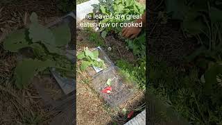 Garden Tips How to Thin Out Radishes for a Bountiful Harvest [upl. by Emeric]