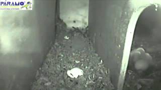 Little owl nestbox camera [upl. by Dnarb]