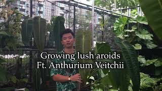 Secret to Growing Lush Aroids  Ft Anthurium Veitchii King Anthurium [upl. by Larkin732]