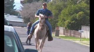 Missouri Fox Trotter Mare Amber Palomino Foxtrotter for sale [upl. by Vokaay710]