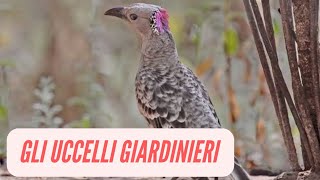 I pergolati degli uccelli giardinieri [upl. by Anival]