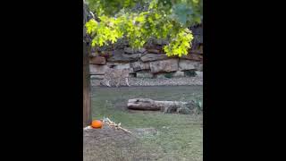 Cheetah or Panther  Zoo in Texas [upl. by Rosenquist]