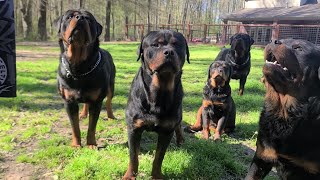 2 SETS OF ROTTWEILER BROTHERS IN ONE YARD [upl. by Willabella]