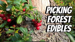 PICKING FOREST EDIBLES  THE LINDEMANS [upl. by Yggep]