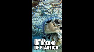 Plásticos en el Océano  Contaminación Ambiental  Documental  shorts [upl. by Wichern80]