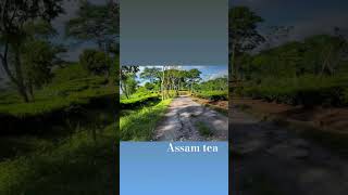 assam teagarden status [upl. by Aisatsanna]