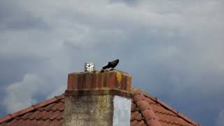 Jackdaw making some funny noises [upl. by Oelak914]