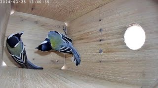 今期7回目 2024 シジュウカラ（四十雀）の巣箱内覧 Japanese tit [upl. by Rubin]